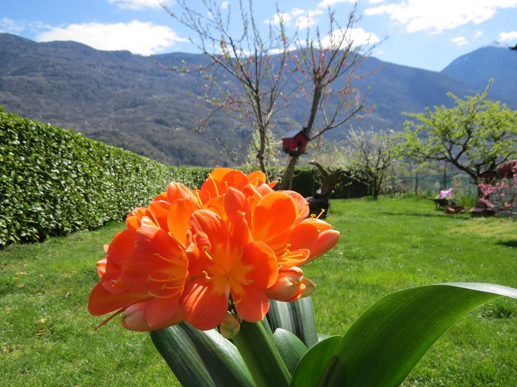 B&B Il Grappolo Bianzone Bagian luar foto
